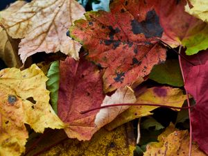 Preview wallpaper fallen leaves, leaves, macro, autumn