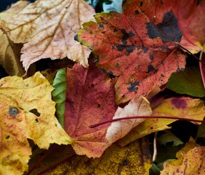 Preview wallpaper fallen leaves, leaves, macro, autumn