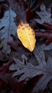 Preview wallpaper fallen leaves, leaves, macro