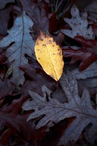 Preview wallpaper fallen leaves, leaves, macro