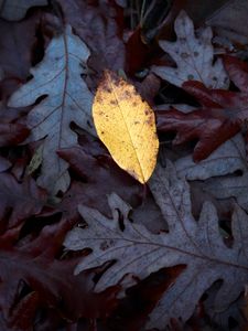 Preview wallpaper fallen leaves, leaves, macro