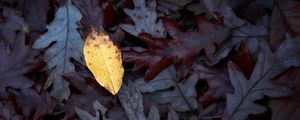 Preview wallpaper fallen leaves, leaves, macro