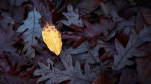 Preview wallpaper fallen leaves, leaves, macro