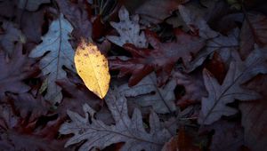 Preview wallpaper fallen leaves, leaves, macro