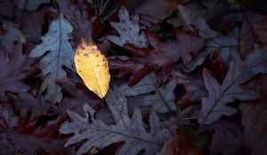 Preview wallpaper fallen leaves, leaves, macro