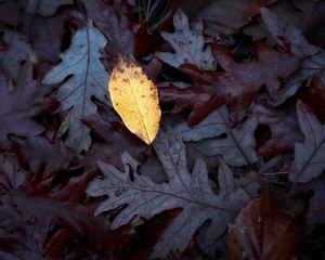 Preview wallpaper fallen leaves, leaves, macro