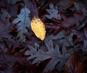 Preview wallpaper fallen leaves, leaves, macro