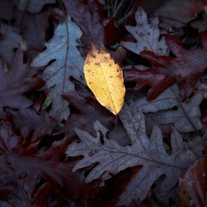 Preview wallpaper fallen leaves, leaves, macro