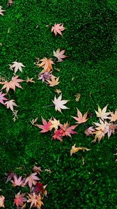 Preview wallpaper fallen leaves, leaves, maple leaves, grass, lawn