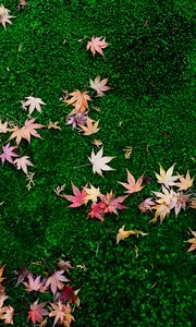 Preview wallpaper fallen leaves, leaves, maple leaves, grass, lawn