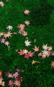 Preview wallpaper fallen leaves, leaves, maple leaves, grass, lawn