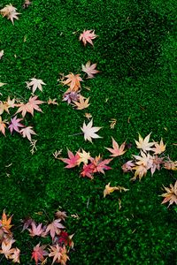 Preview wallpaper fallen leaves, leaves, maple leaves, grass, lawn