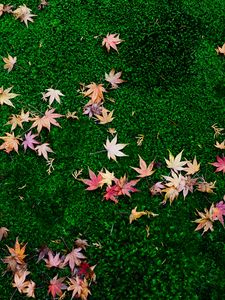 Preview wallpaper fallen leaves, leaves, maple leaves, grass, lawn