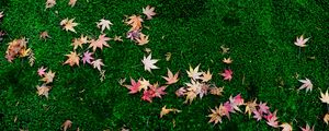 Preview wallpaper fallen leaves, leaves, maple leaves, grass, lawn