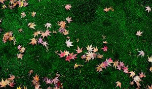 Preview wallpaper fallen leaves, leaves, maple leaves, grass, lawn