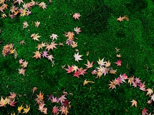 Preview wallpaper fallen leaves, leaves, maple leaves, grass, lawn