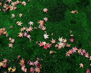 Preview wallpaper fallen leaves, leaves, maple leaves, grass, lawn