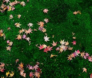 Preview wallpaper fallen leaves, leaves, maple leaves, grass, lawn