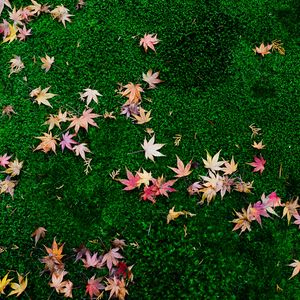 Preview wallpaper fallen leaves, leaves, maple leaves, grass, lawn