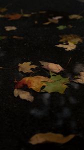 Preview wallpaper fallen leaves, leaves, puddle, autumn