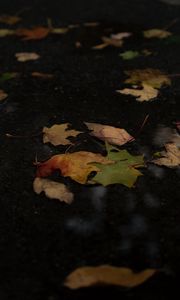 Preview wallpaper fallen leaves, leaves, puddle, autumn