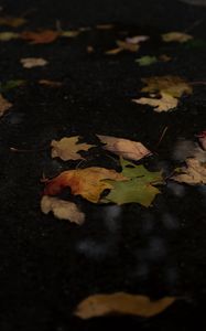 Preview wallpaper fallen leaves, leaves, puddle, autumn