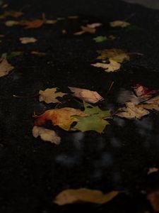 Preview wallpaper fallen leaves, leaves, puddle, autumn