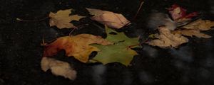 Preview wallpaper fallen leaves, leaves, puddle, autumn