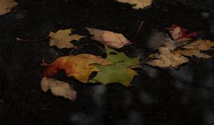 Preview wallpaper fallen leaves, leaves, puddle, autumn