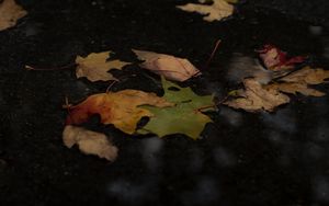 Preview wallpaper fallen leaves, leaves, puddle, autumn