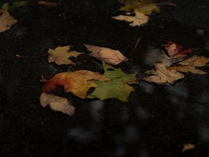 Preview wallpaper fallen leaves, leaves, puddle, autumn