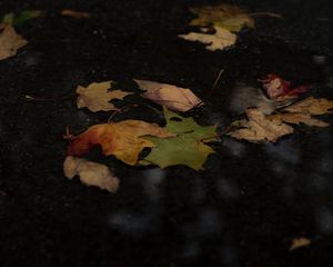 Preview wallpaper fallen leaves, leaves, puddle, autumn