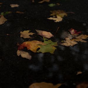 Preview wallpaper fallen leaves, leaves, puddle, autumn