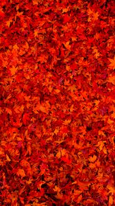 Preview wallpaper fallen leaves, leaves, red, bright