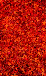 Preview wallpaper fallen leaves, leaves, red, bright