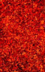 Preview wallpaper fallen leaves, leaves, red, bright