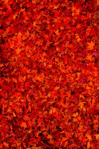 Preview wallpaper fallen leaves, leaves, red, bright