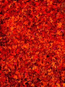 Preview wallpaper fallen leaves, leaves, red, bright