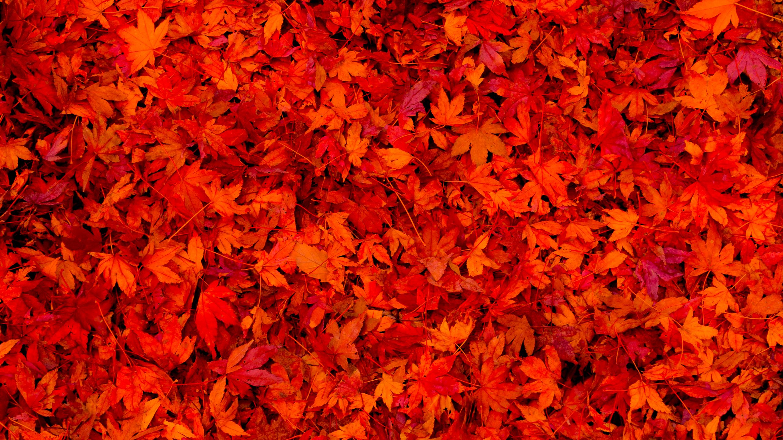 Download wallpaper 2560x1440 fallen leaves, leaves, red, bright
