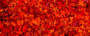 Preview wallpaper fallen leaves, leaves, red, bright