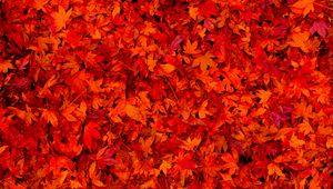 Preview wallpaper fallen leaves, leaves, red, bright