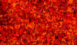 Preview wallpaper fallen leaves, leaves, red, bright