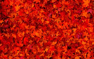 Preview wallpaper fallen leaves, leaves, red, bright