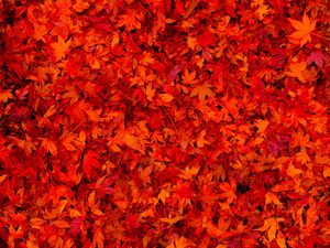 Preview wallpaper fallen leaves, leaves, red, bright