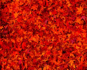 Preview wallpaper fallen leaves, leaves, red, bright