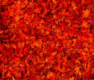 Preview wallpaper fallen leaves, leaves, red, bright