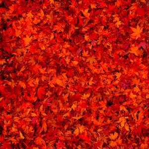 Preview wallpaper fallen leaves, leaves, red, bright