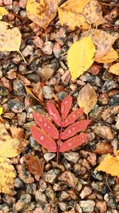 Preview wallpaper fallen leaves, leaves, stones, drops, macro, autumn