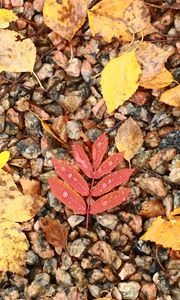 Preview wallpaper fallen leaves, leaves, stones, drops, macro, autumn