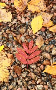 Preview wallpaper fallen leaves, leaves, stones, drops, macro, autumn